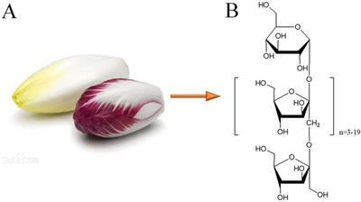 Effects of inulin-type oligosaccharides (JSO) from Cichorium intybus L. on behavioral deficits induced by chronic restraint stress in mice and associated molecular alterations